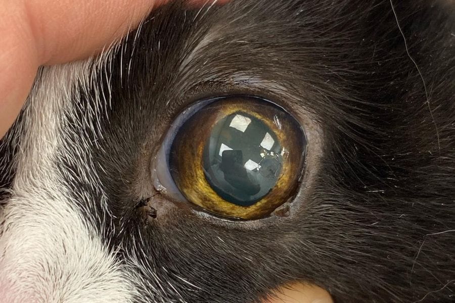 Augenkrankheiten bei Katzen Symptome und Bilder